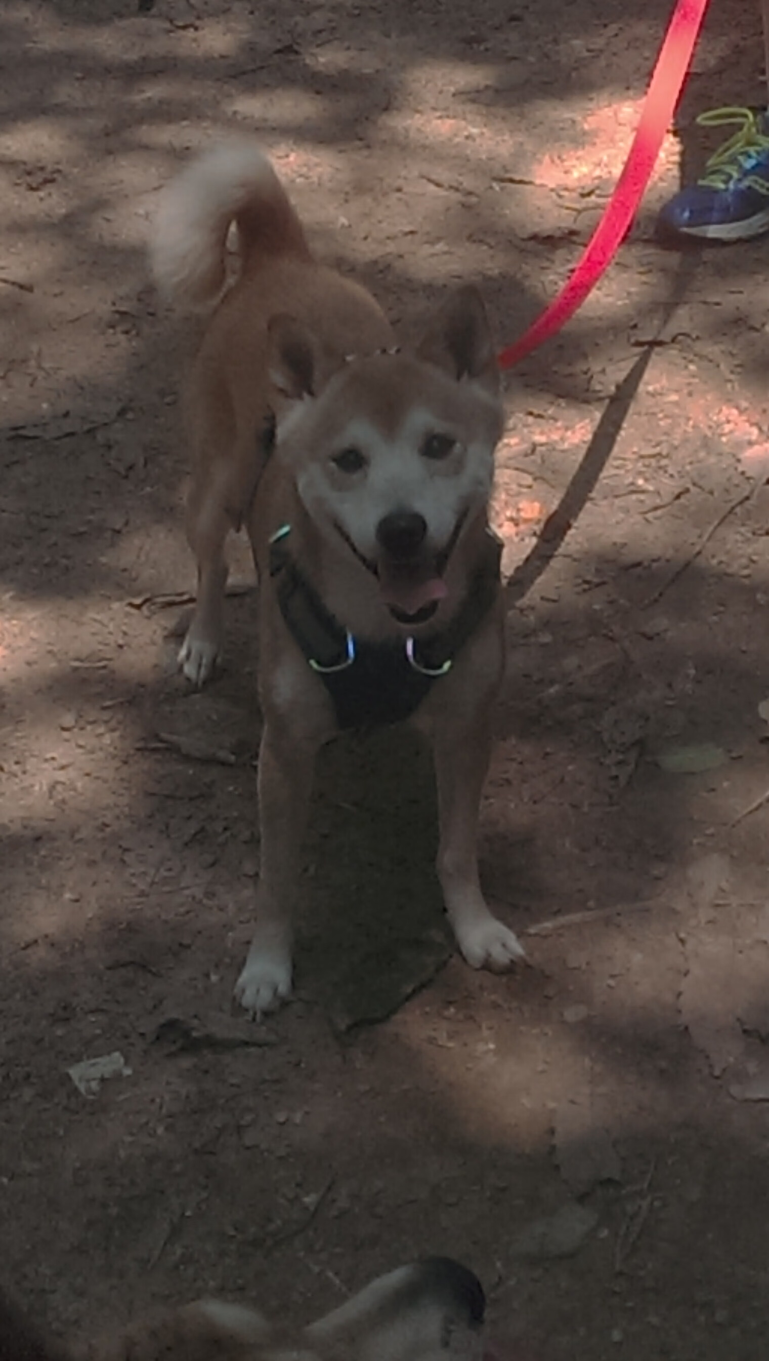 绿茵平行叙事，潘帕斯雄鹰的团队凯歌，与一条玫瑰的独自绽放