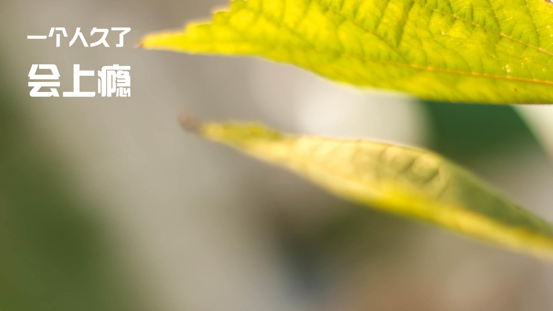 昨夜意甲焦点战,两大纪录被改写,戈麦斯的传奇与一个意外的名字