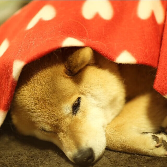 淘汰赛强度，76人展现欧冠级压制力战胜公牛