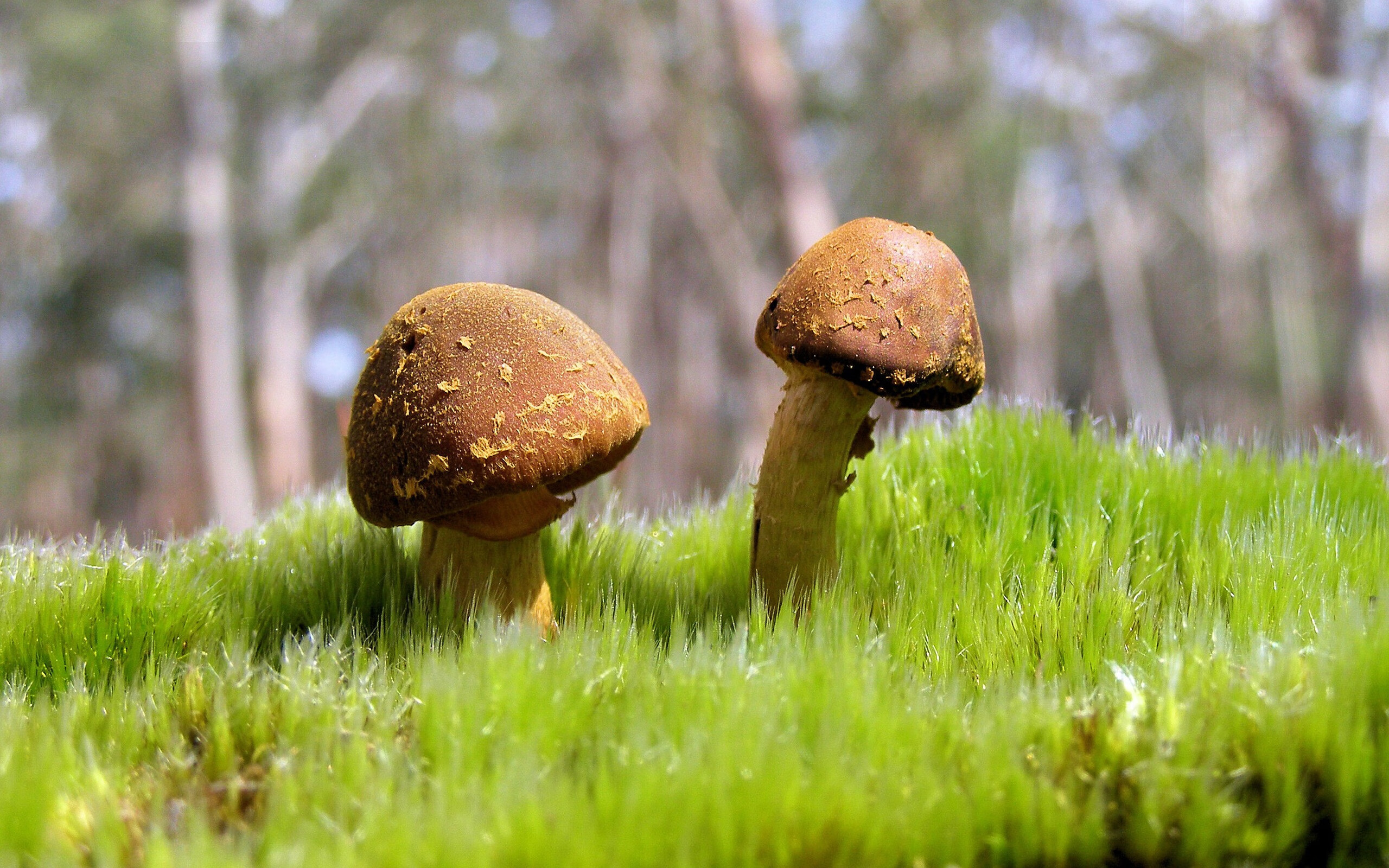 翡冷翠夜色中的黑色闪电，维尼修斯与一场非典型的文艺复兴