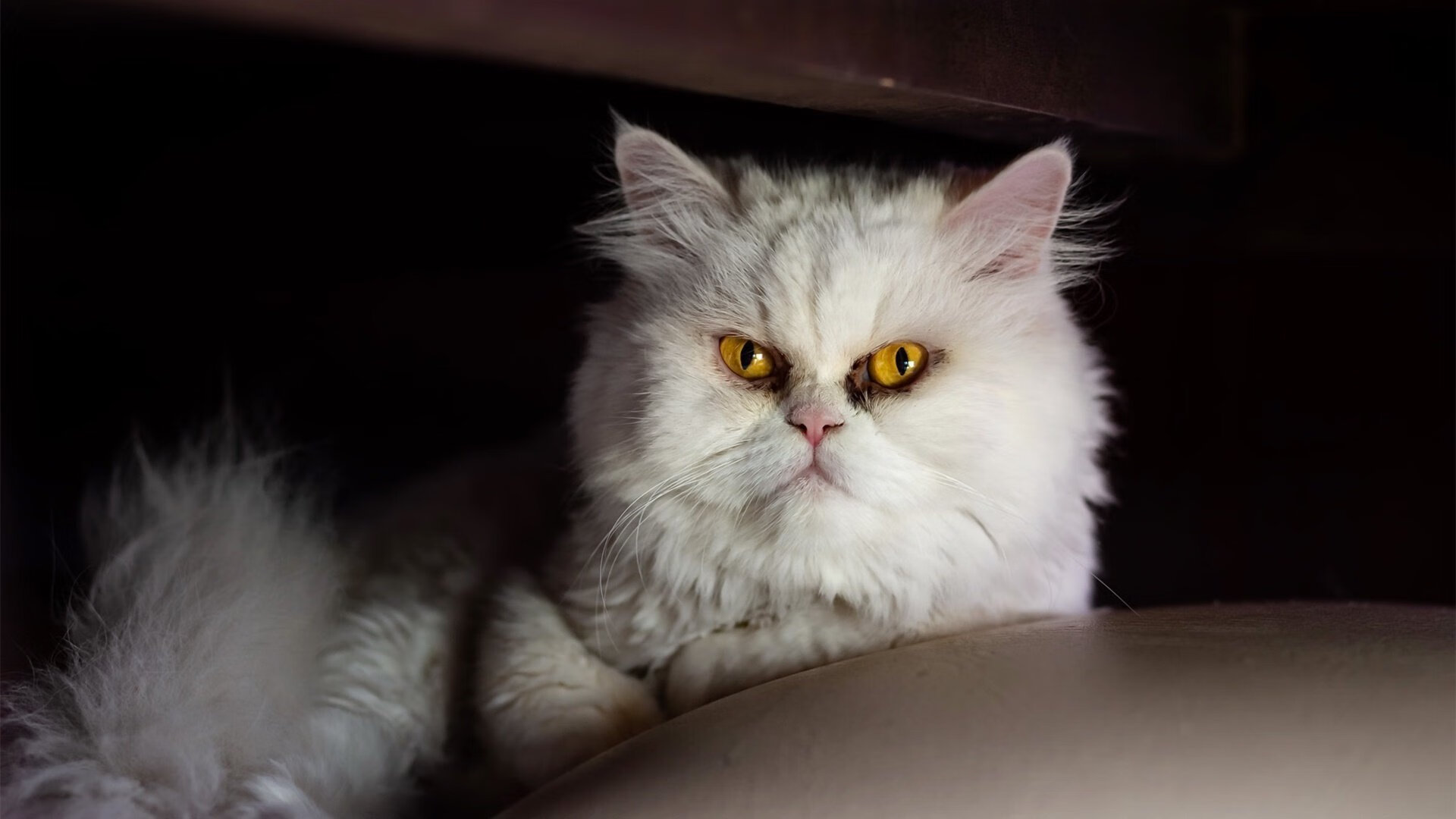 爱游戏体育-双城记，两国弈，当世界杯的悬念在NBA球场上演