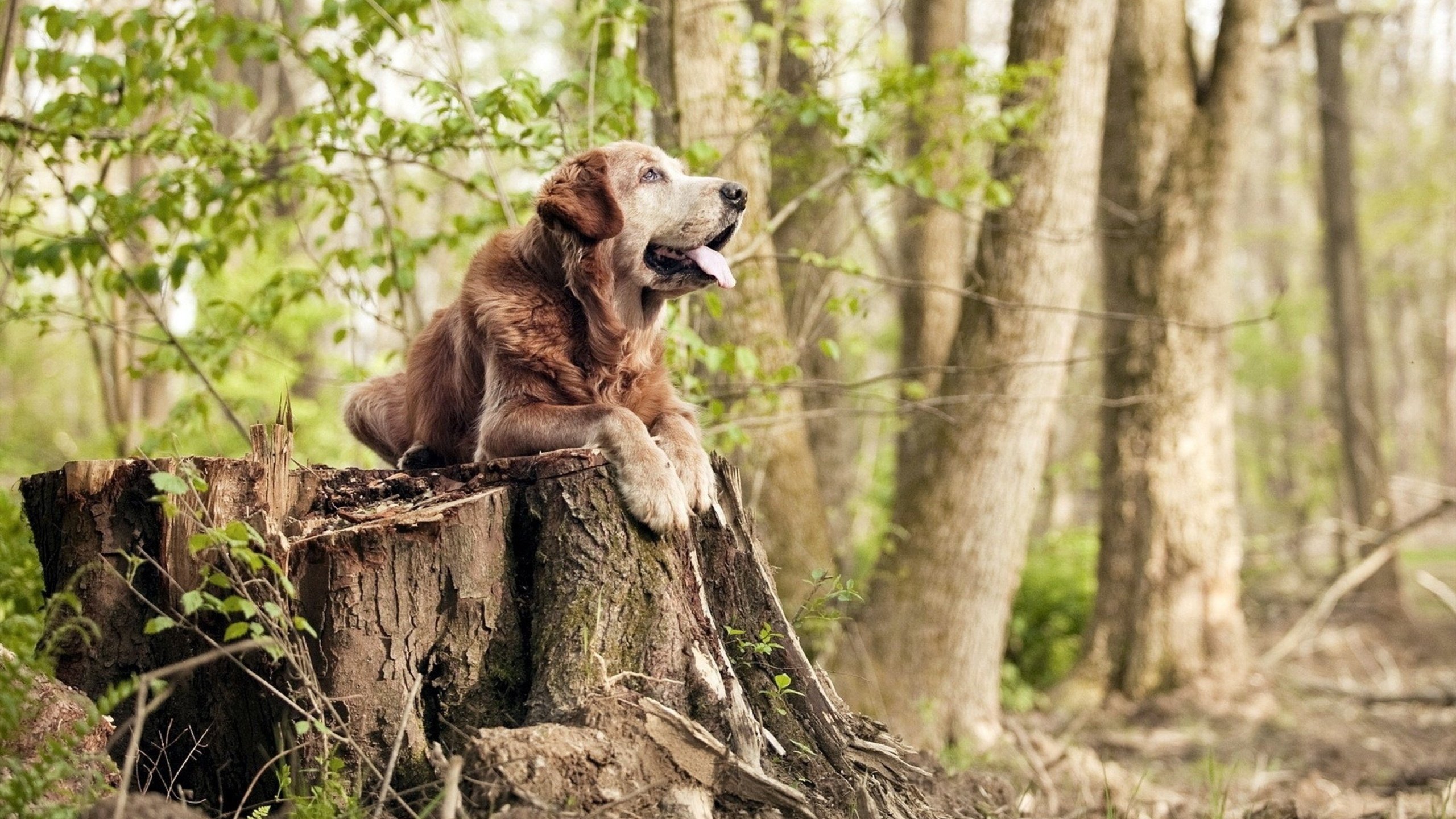 爱游戏官方入口-穆勒的死亡乐章，连续三场一剑封喉，拉齐奥扼杀佛罗伦萨希望