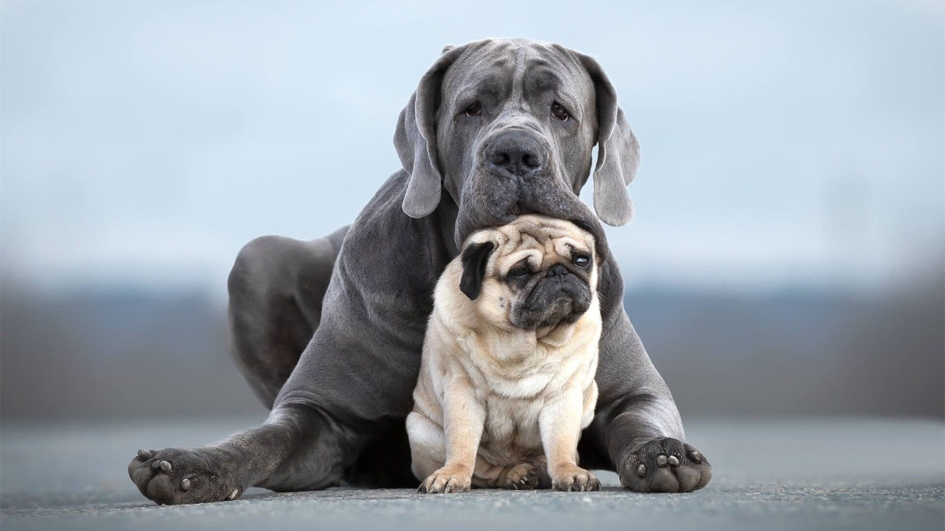 黄黑风暴席卷地中海，当足球与引擎在摩纳哥共奏争冠狂想