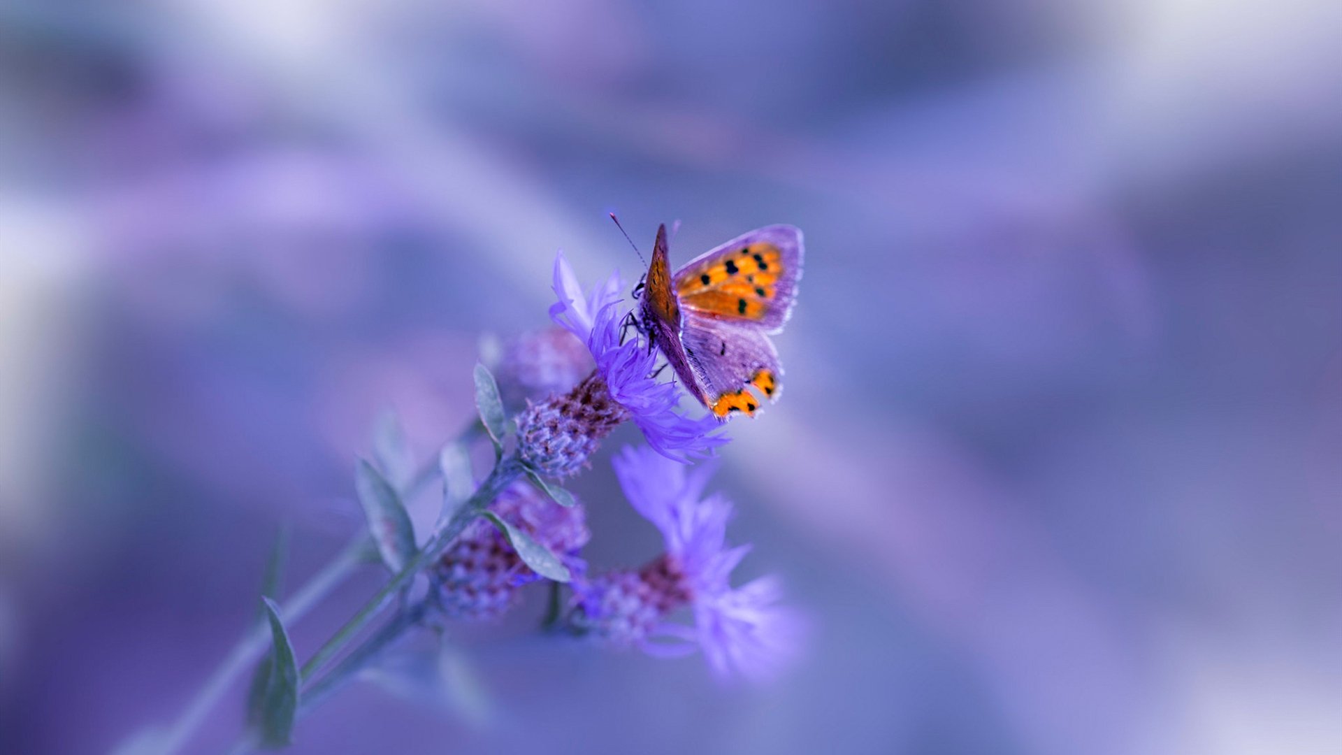 鹰步之战与世纪德比，当篮球的锋刃撞上足球的史诗