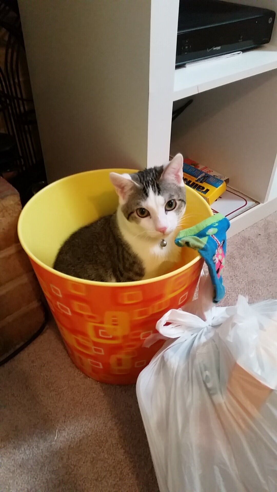 铁血辽宁驯紫金，英格拉姆49分空砍记，当东方纪律遇上西方天赋