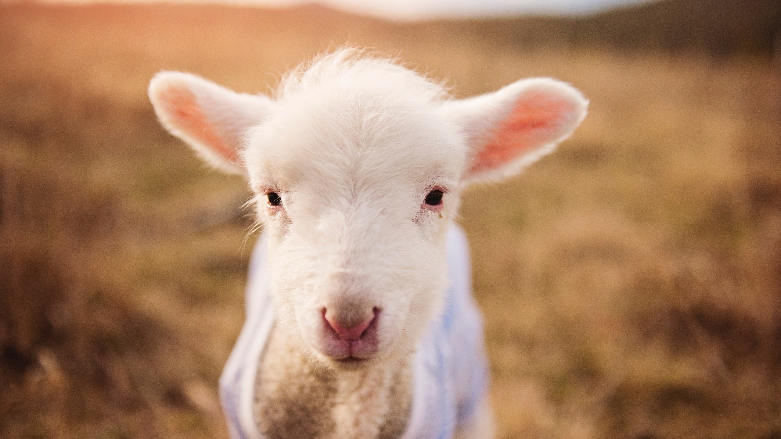 在篮球世界的世界杯，当喀麦隆的韧性击败巴西的桑巴天赋