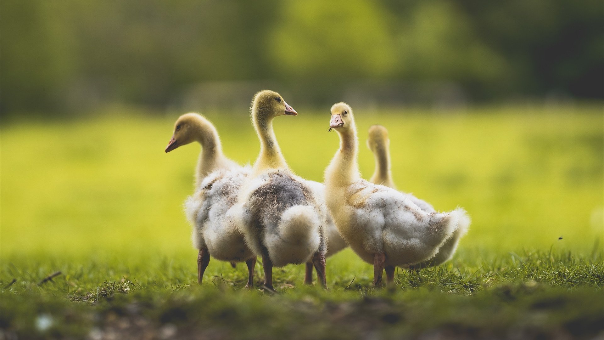 赛场如赛道，当勒沃库森的引擎被阿尔及利亚极限施压