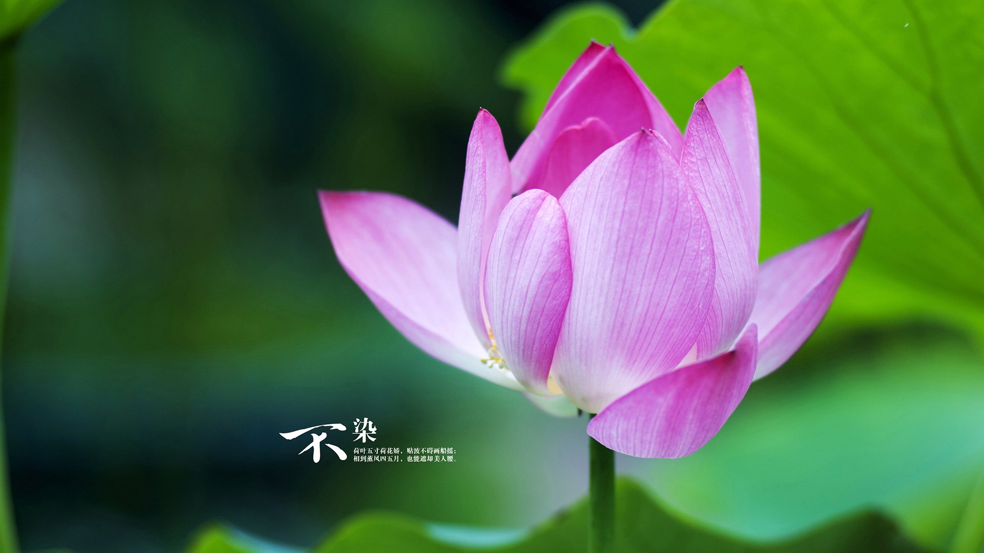 勒布朗·詹姆斯统治全场，公牛硬仗力克篮网