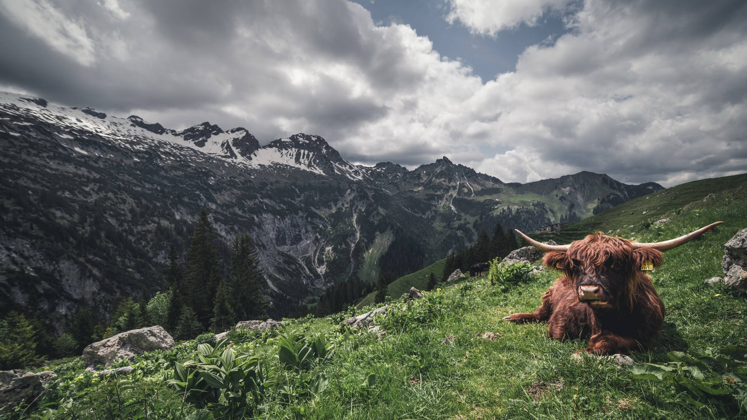 绿茵西决，那不勒斯的烈焰与亚特兰大的深海