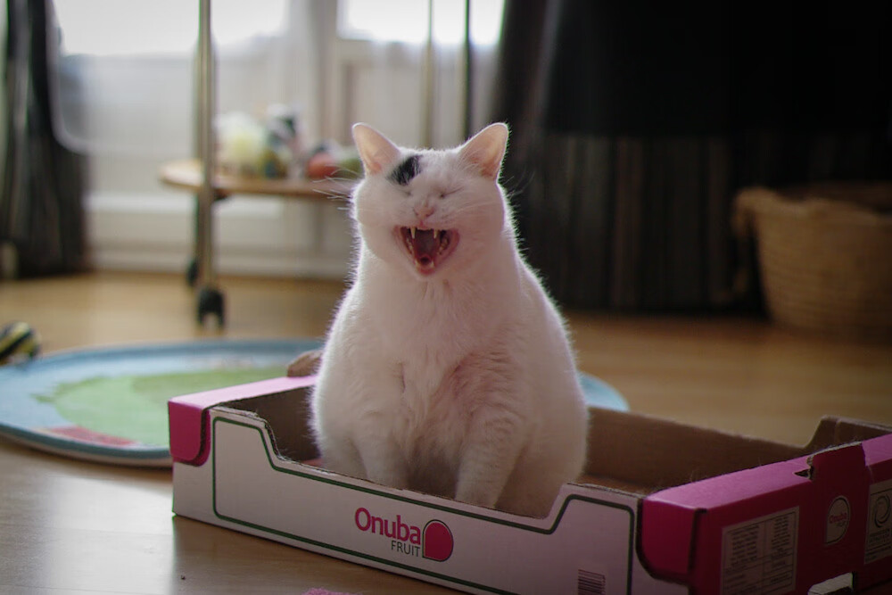 跨界风暴，摩洛哥足球烈焰焚城，卡塞米罗抢七夜铸篮球传奇